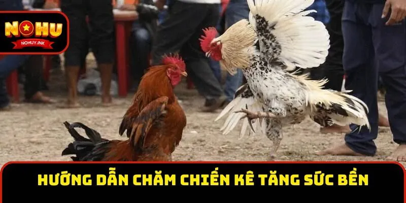 Hướng dẫn chăm chiến kê tăng sức bền