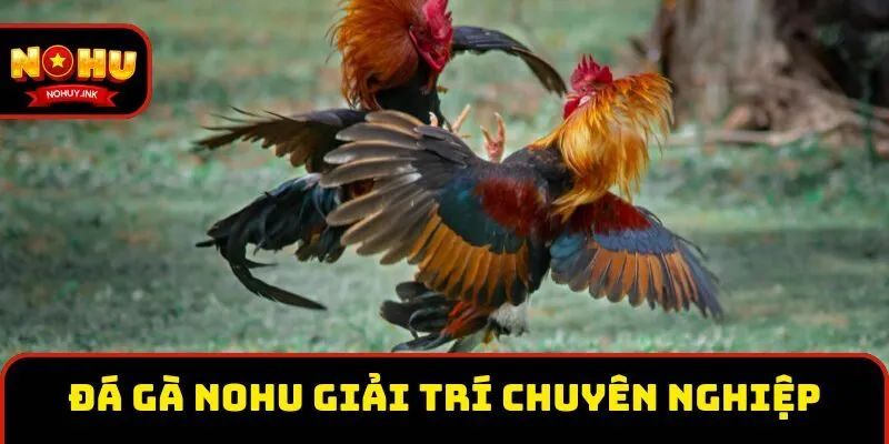 Đá gà tại Nohu giải trí chuyên nghiệp